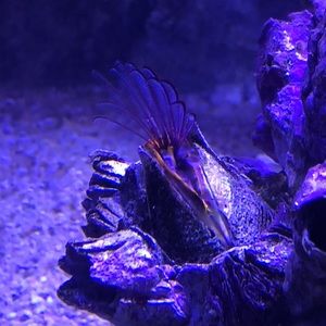 Meet your Posher, Hanna